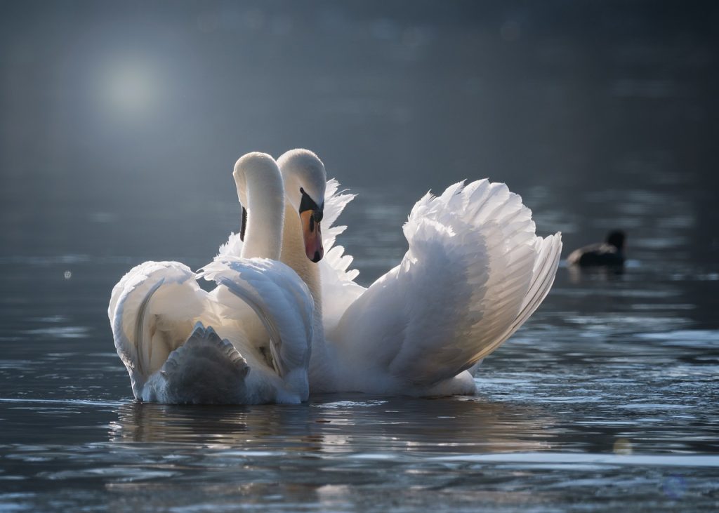 swan, few, love-4013225.jpg